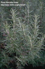 rosmarinus officinalis