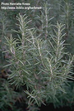 rosmarinus officinalis